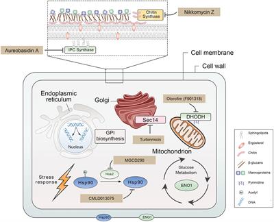 Novel Promising Antifungal Target Proteins for Conquering Invasive Fungal Infections